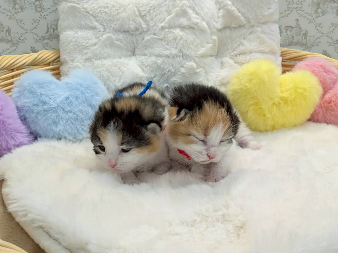赤ちゃん写真1-3