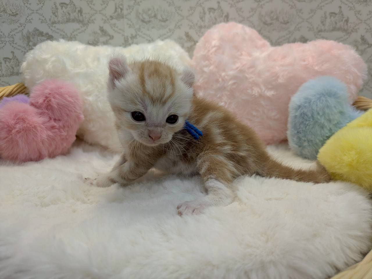 赤ちゃん写真1-2