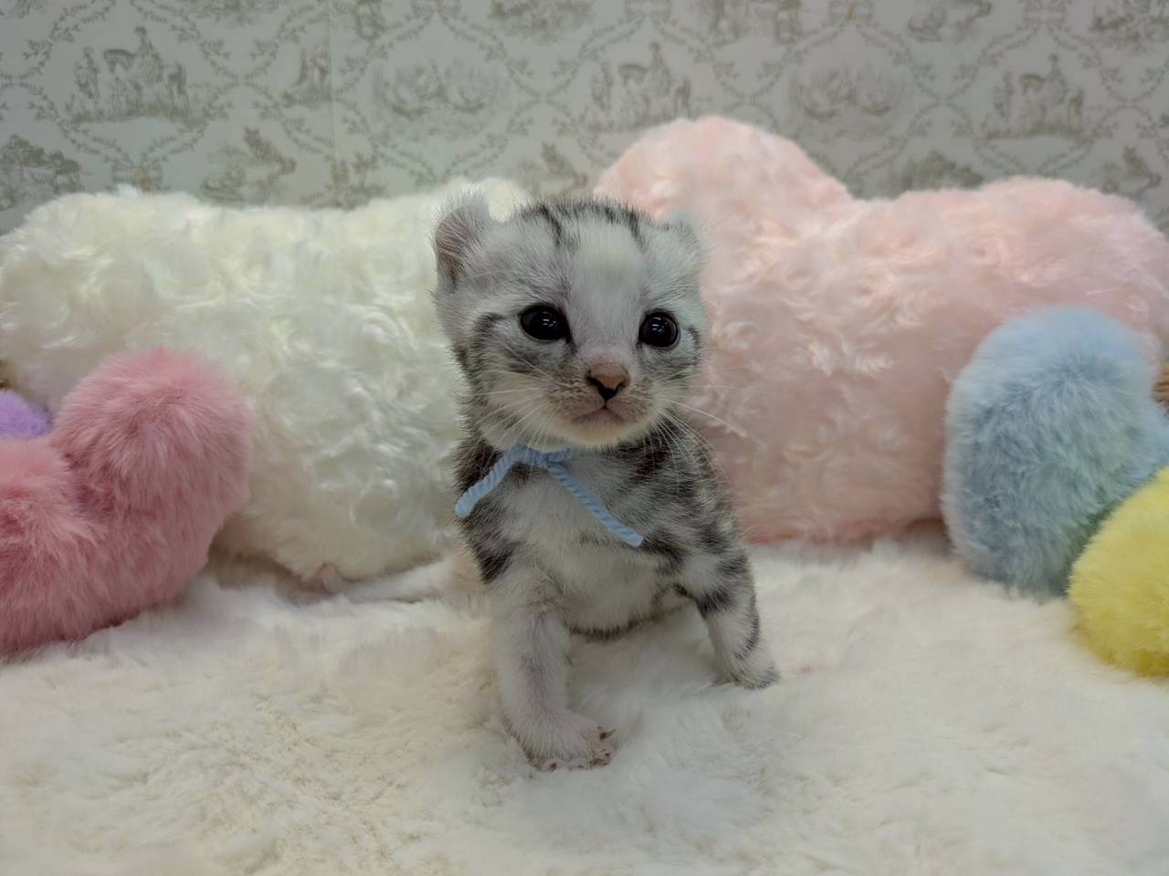 アメリカンカール