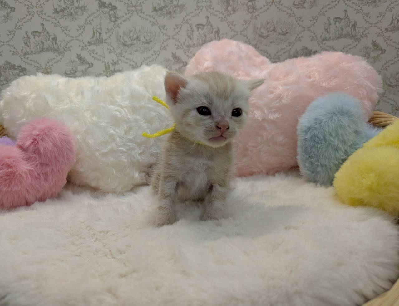 赤ちゃん写真1-1