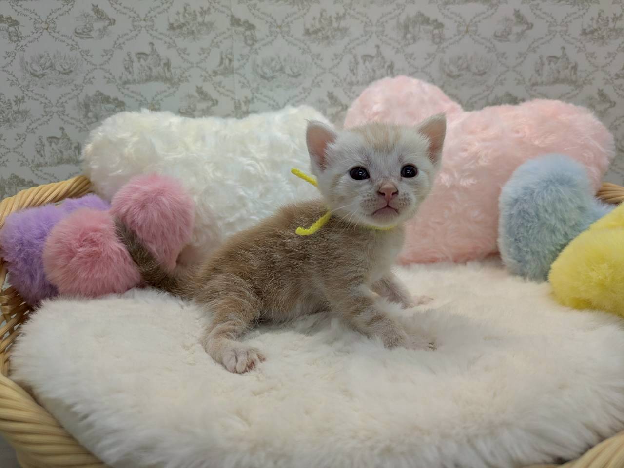 赤ちゃん写真1-2