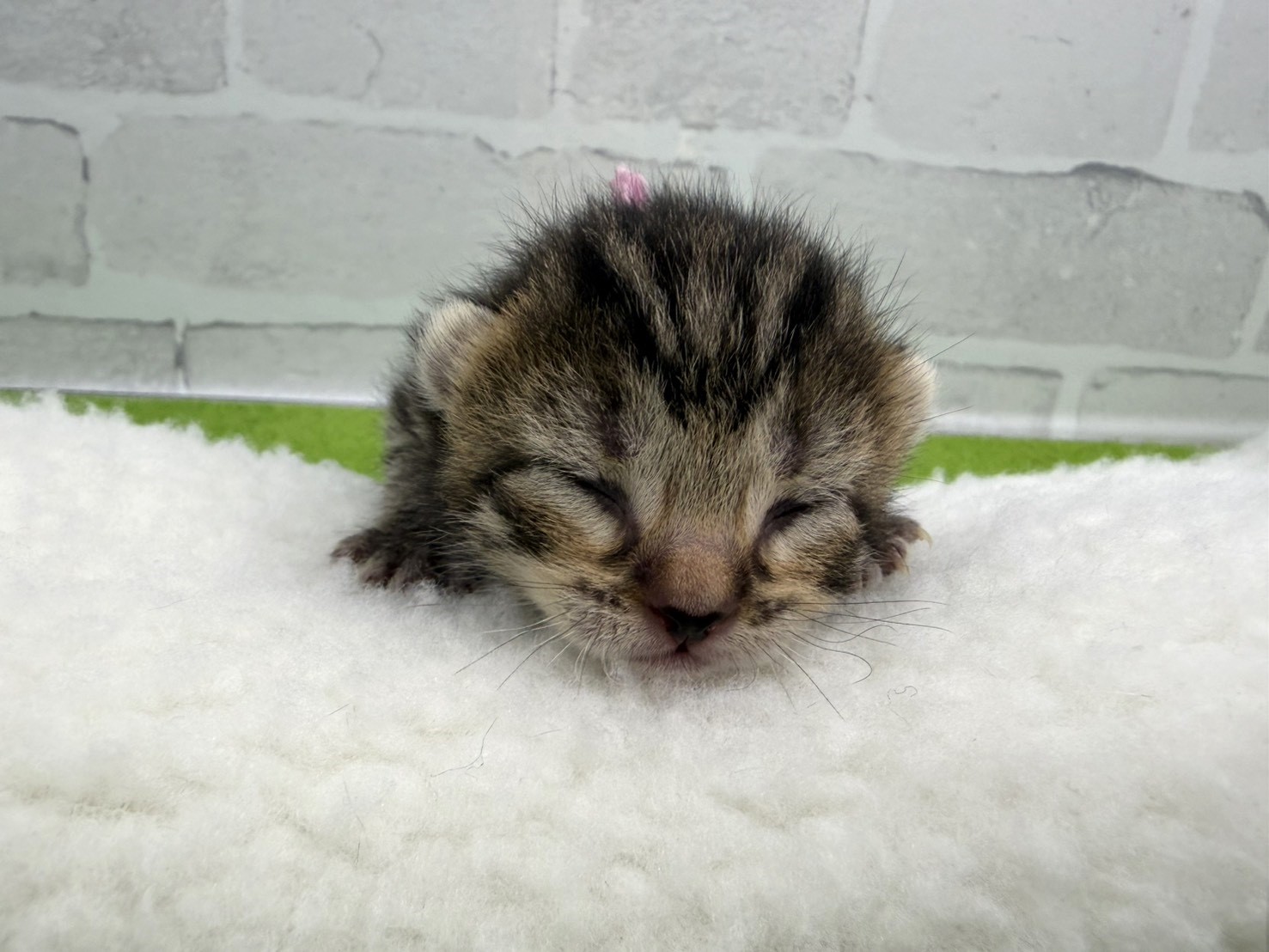 アメリカンカール