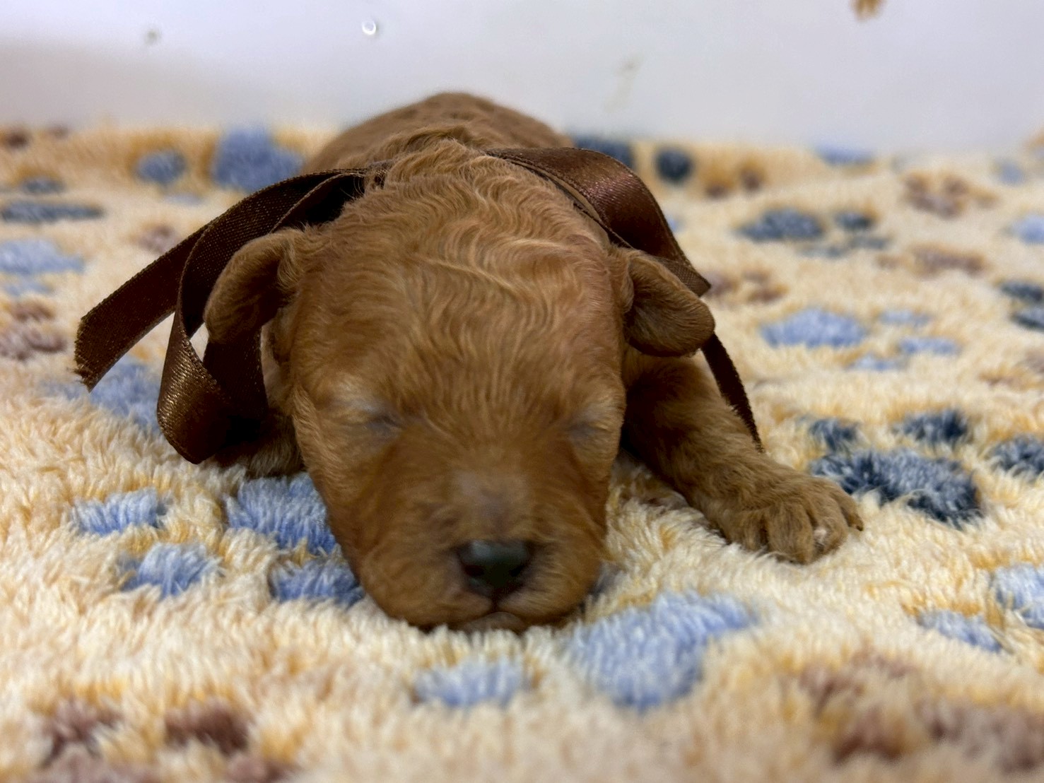 トイ・プードル