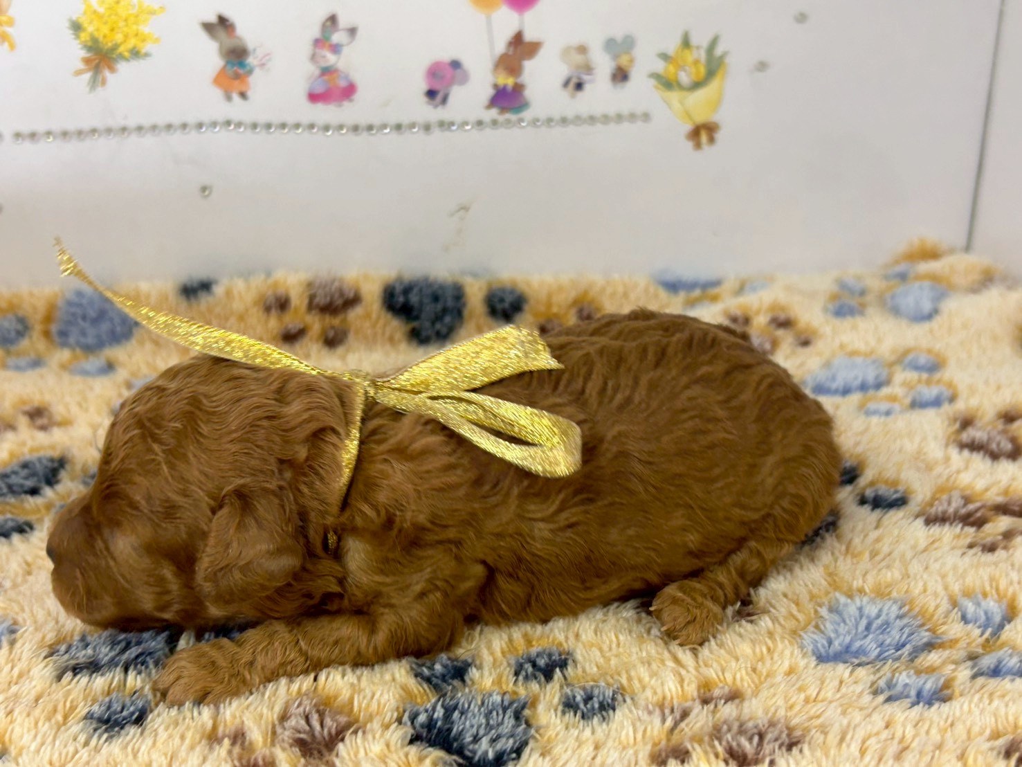 赤ちゃん写真1-2