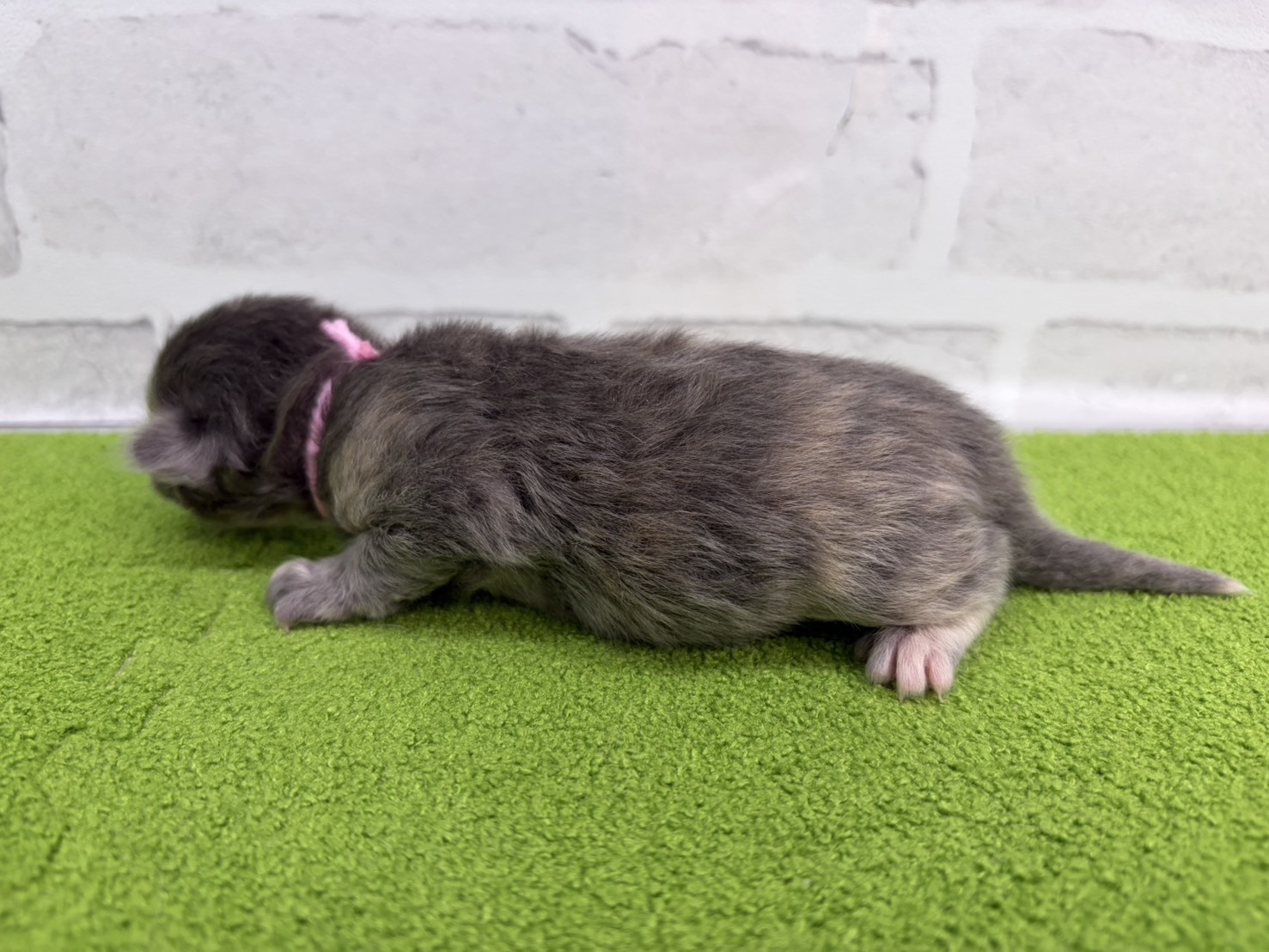 赤ちゃん写真1-2