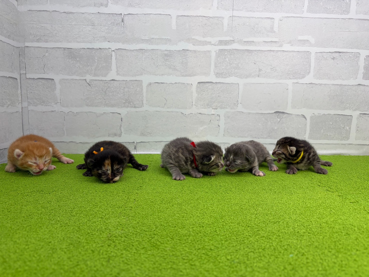 赤ちゃん写真1-3