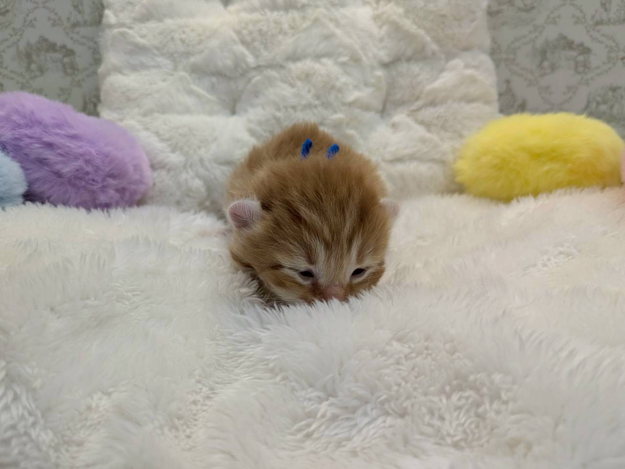 赤ちゃん写真1-1