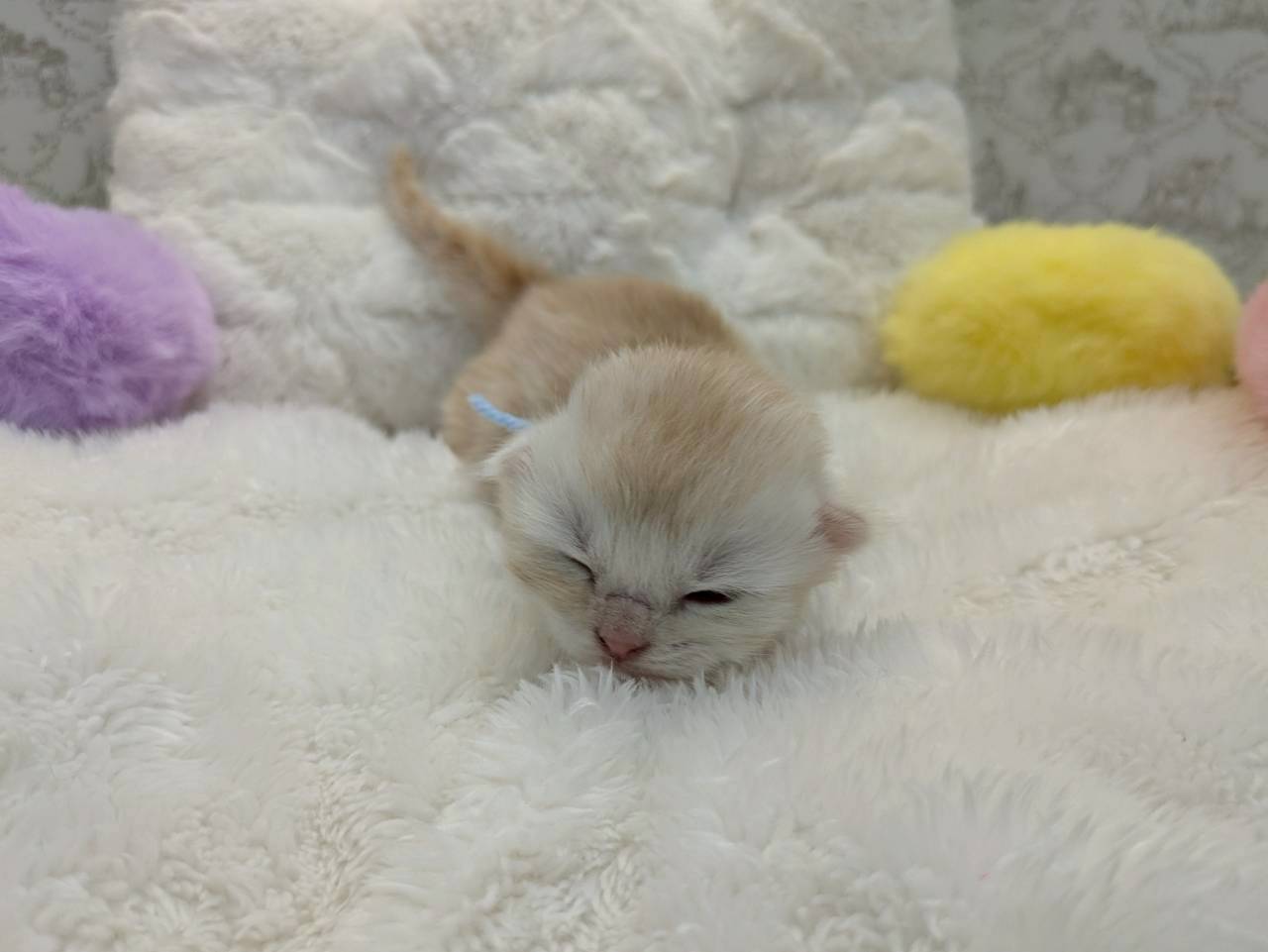 赤ちゃん写真1-1