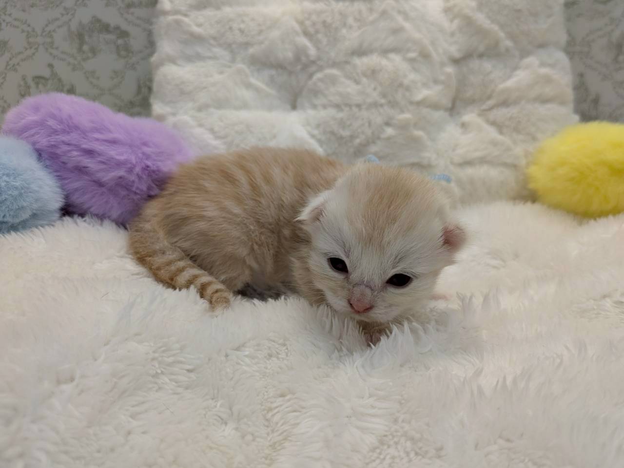 赤ちゃん写真1-2