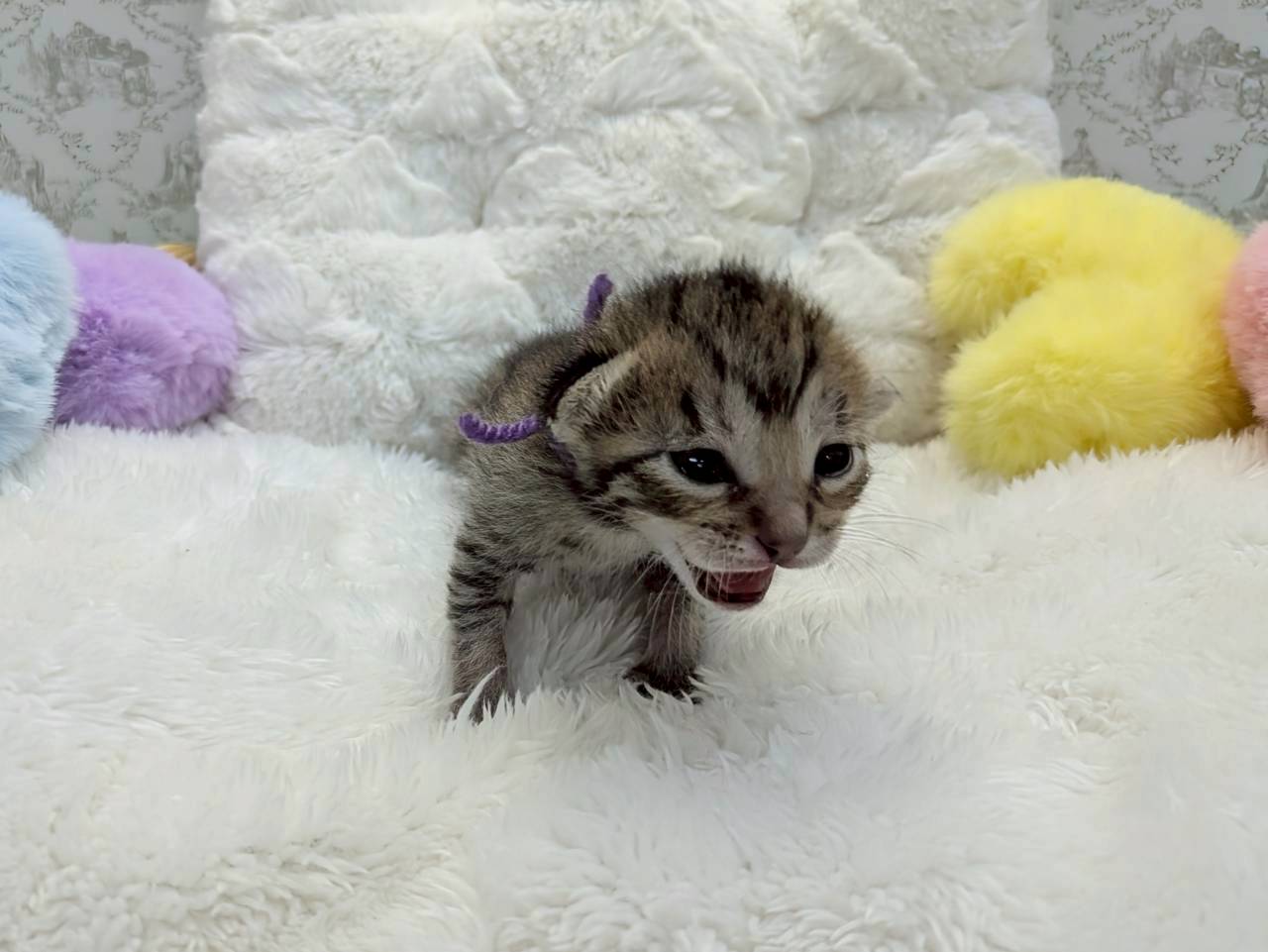 エジプシャンマウ