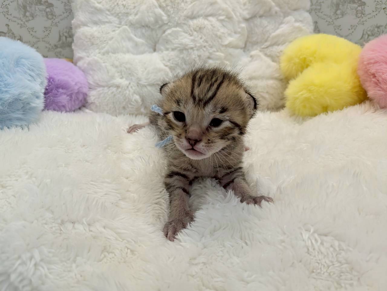 赤ちゃん写真1-1