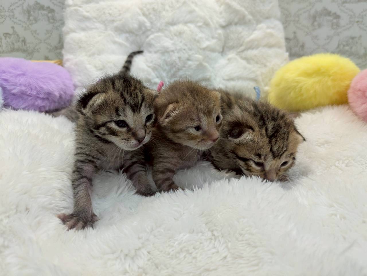 赤ちゃん写真1-3