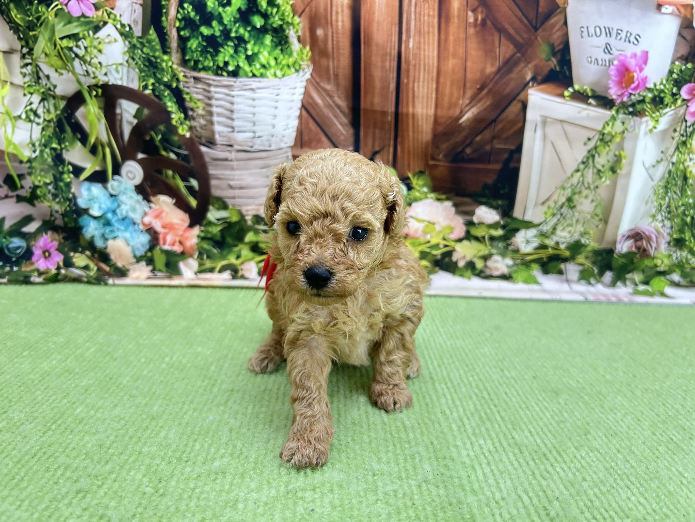 赤ちゃん写真1-1