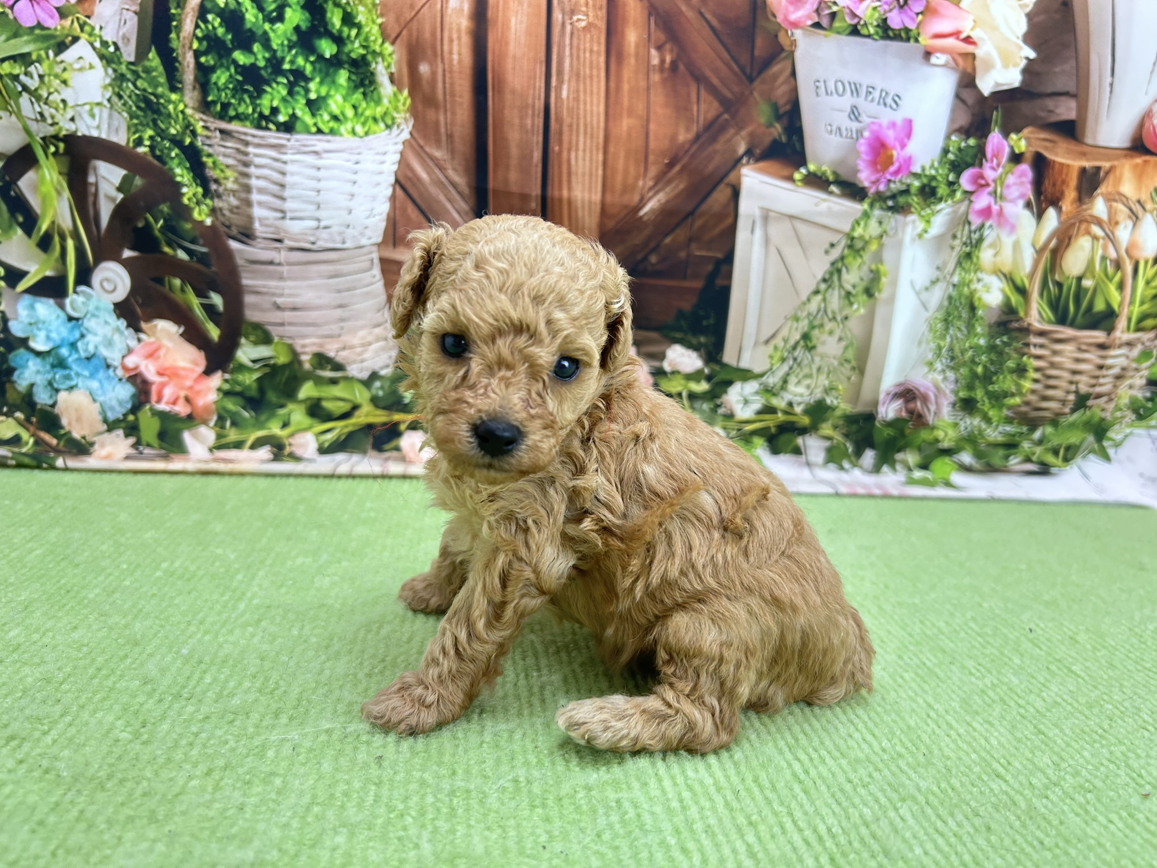 赤ちゃん写真1-2