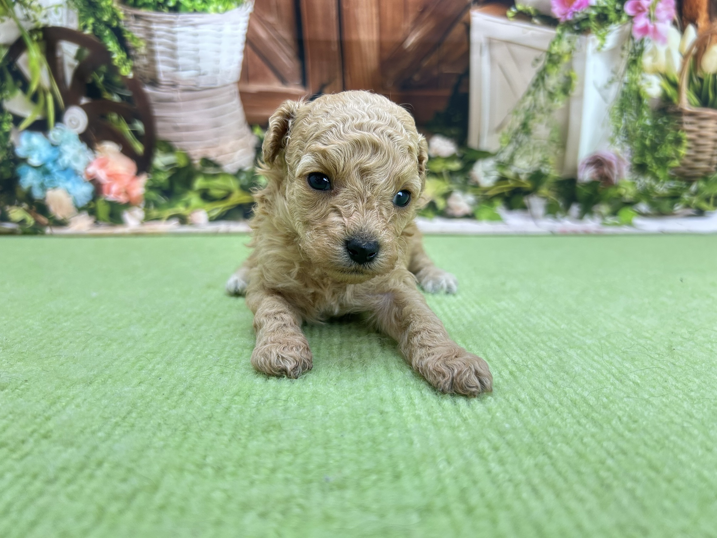 赤ちゃん写真1-1