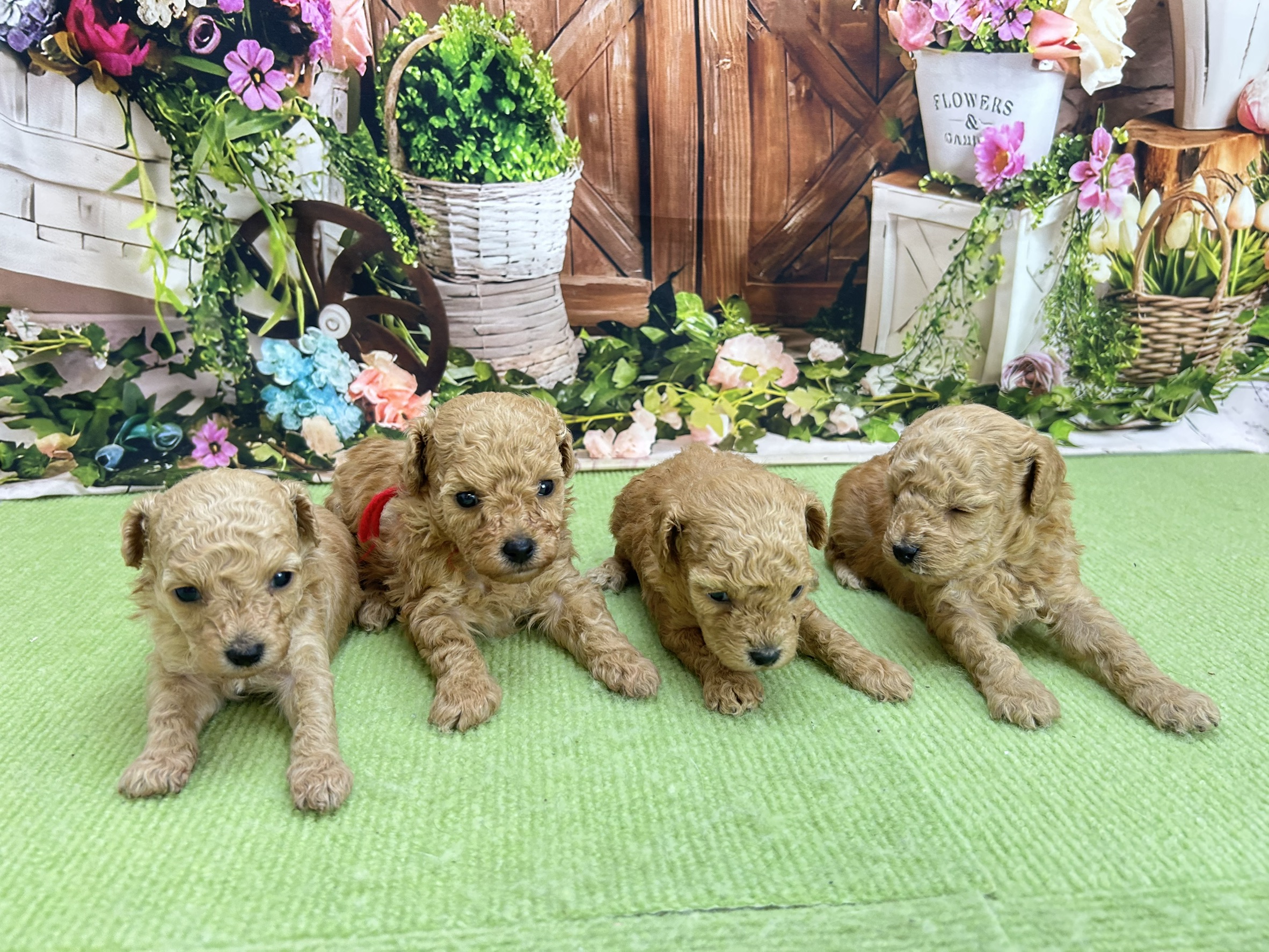 赤ちゃん写真1-3