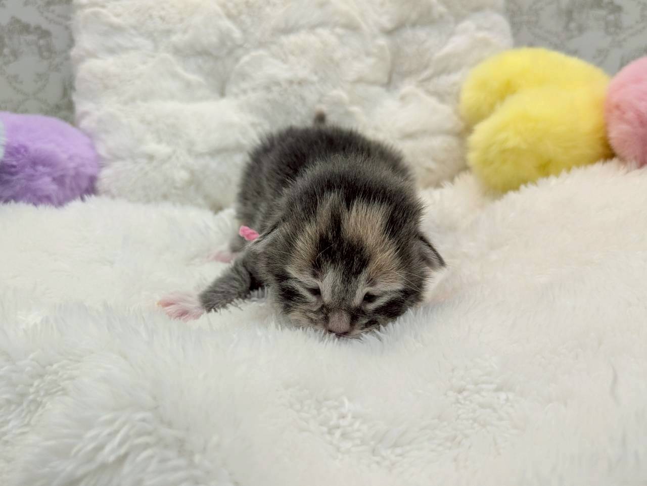 赤ちゃん写真1-1