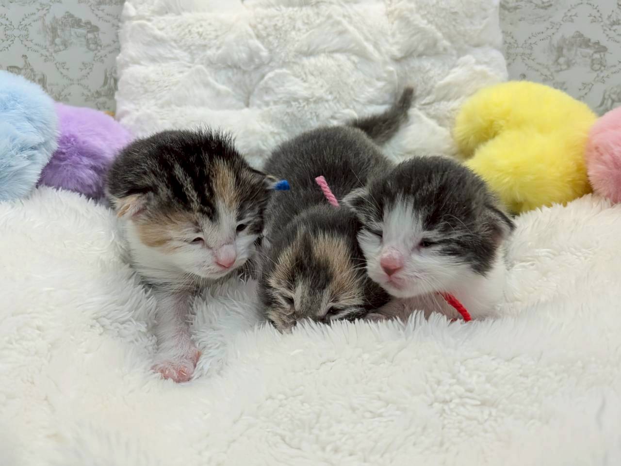 赤ちゃん写真1-3