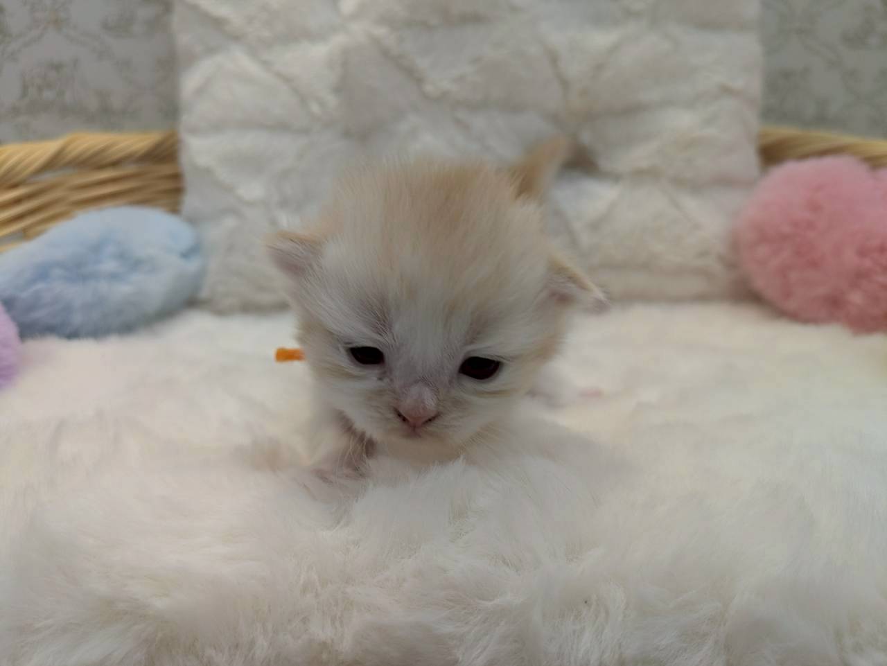 赤ちゃん写真1-1