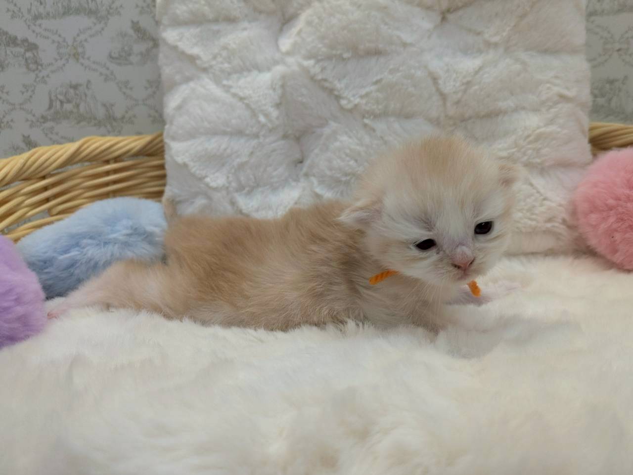 赤ちゃん写真1-2