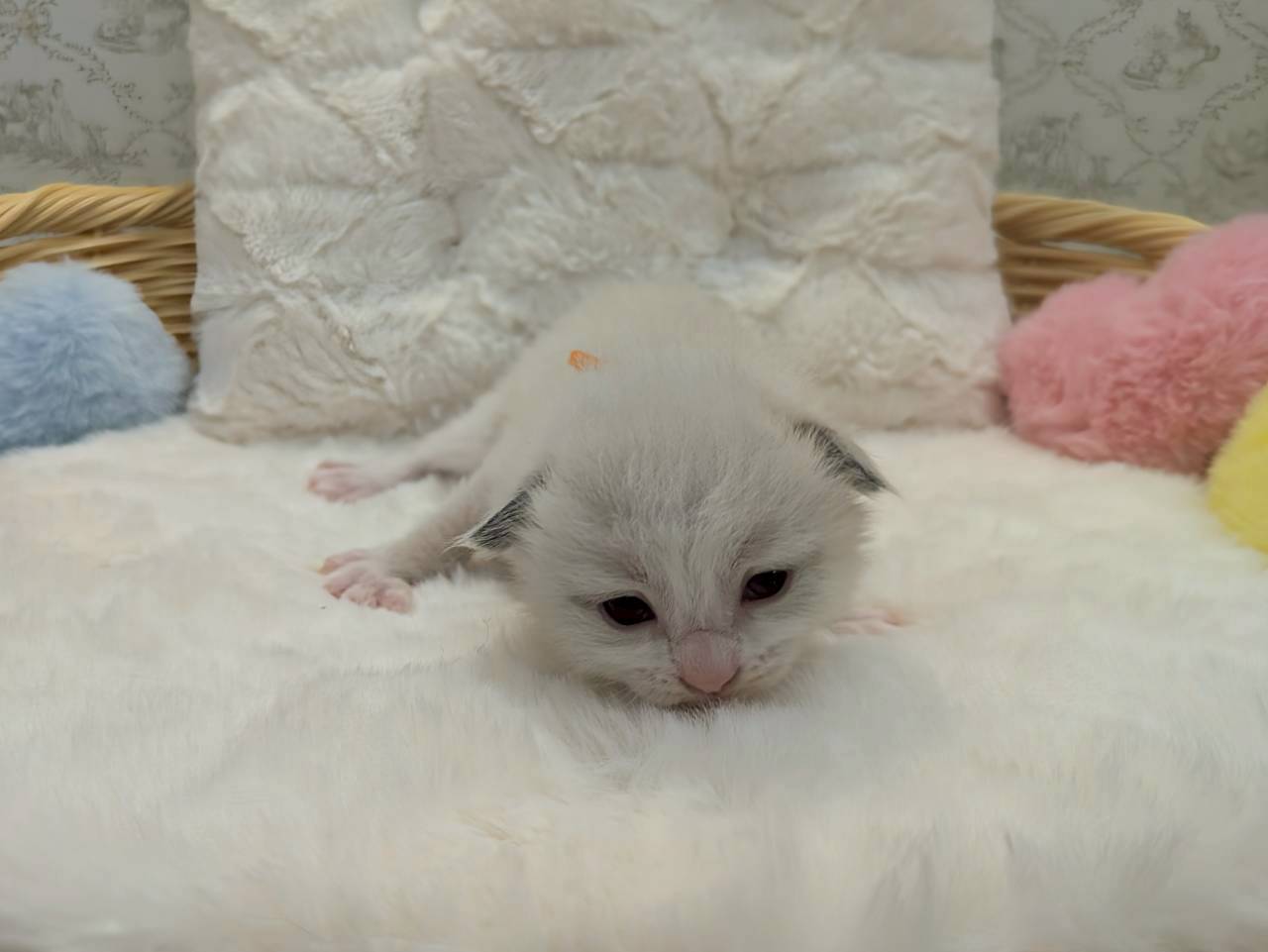 赤ちゃん写真1-1