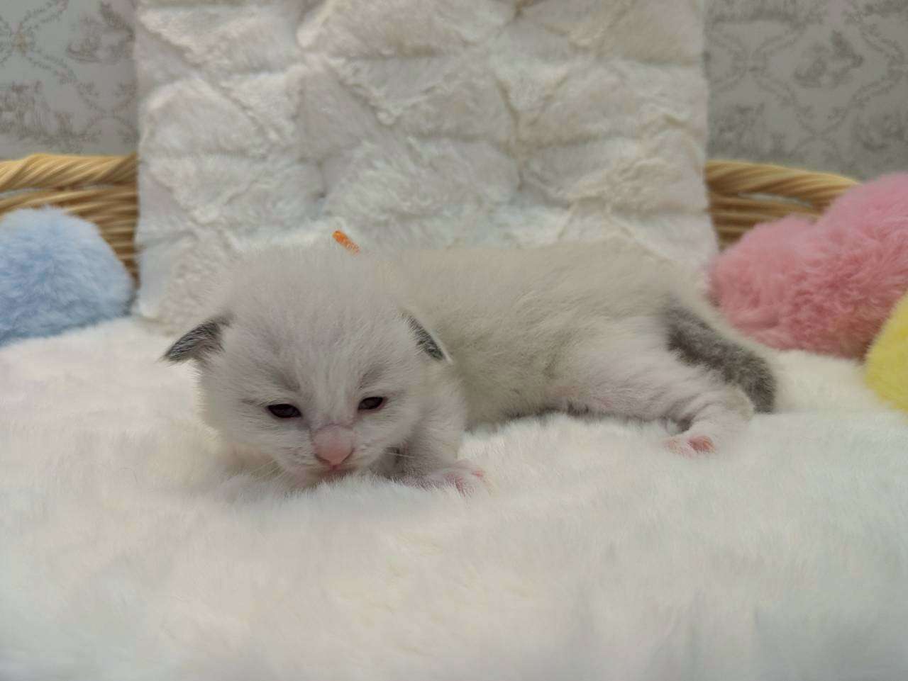 赤ちゃん写真1-2