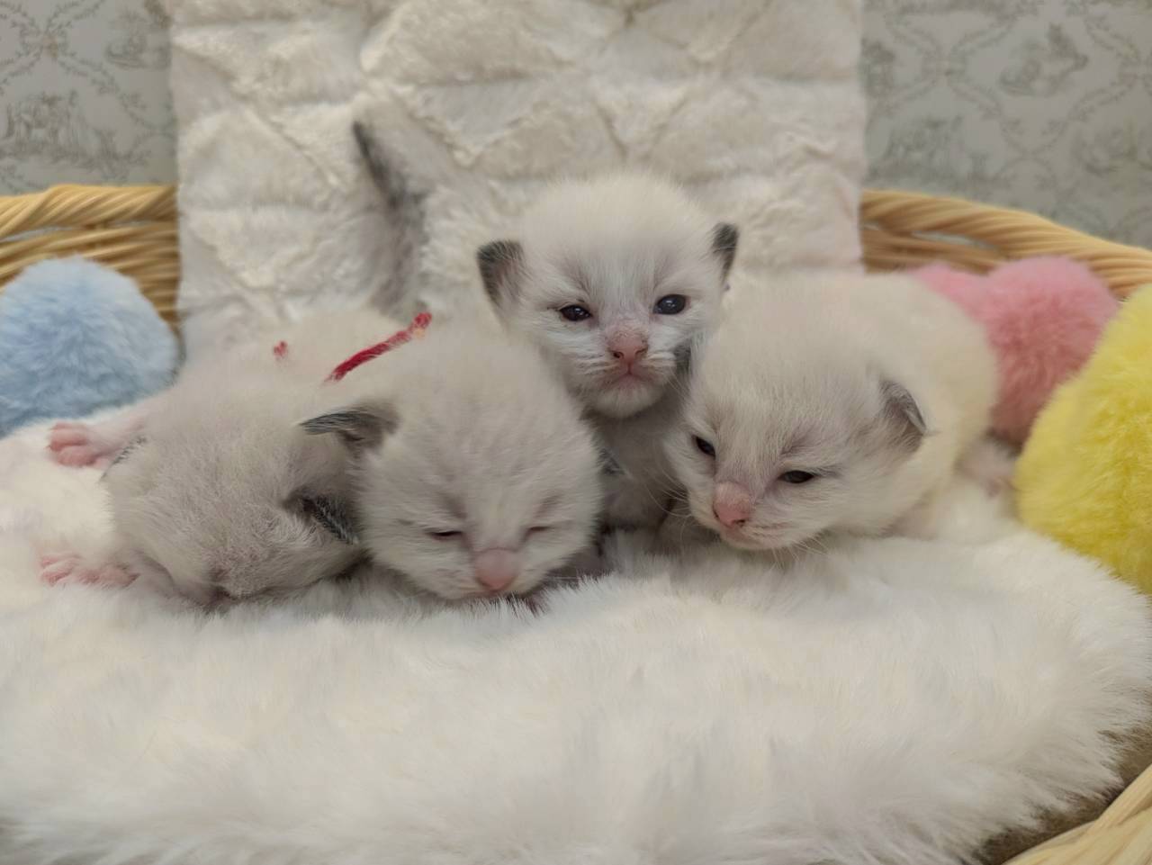 赤ちゃん写真1-3
