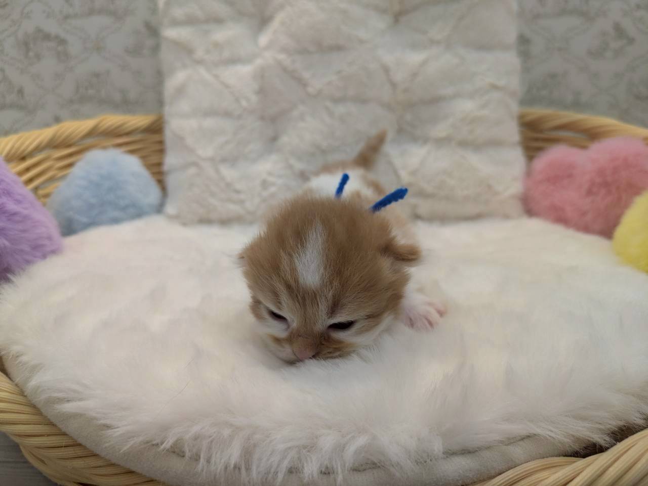 赤ちゃん写真1-1
