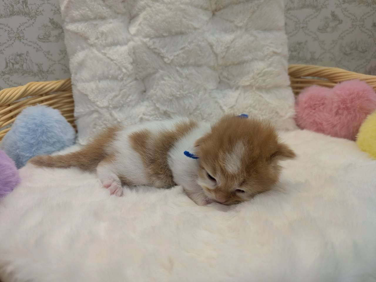 赤ちゃん写真1-2