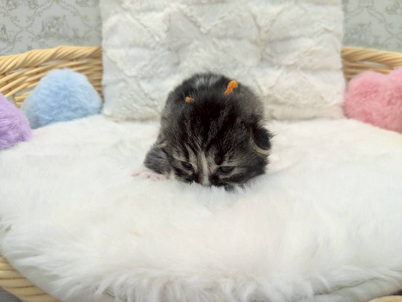 赤ちゃん写真1-1