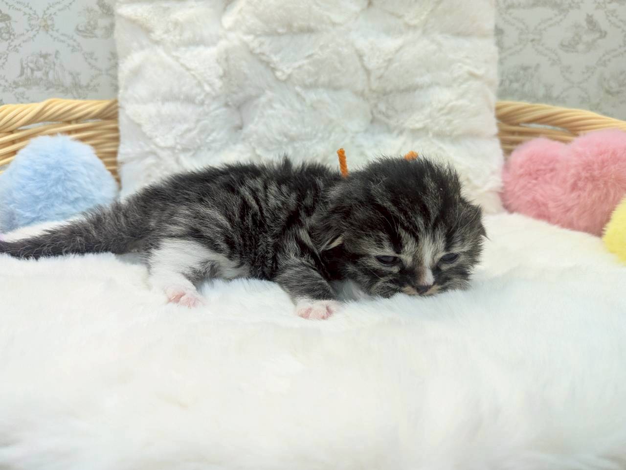 赤ちゃん写真1-2