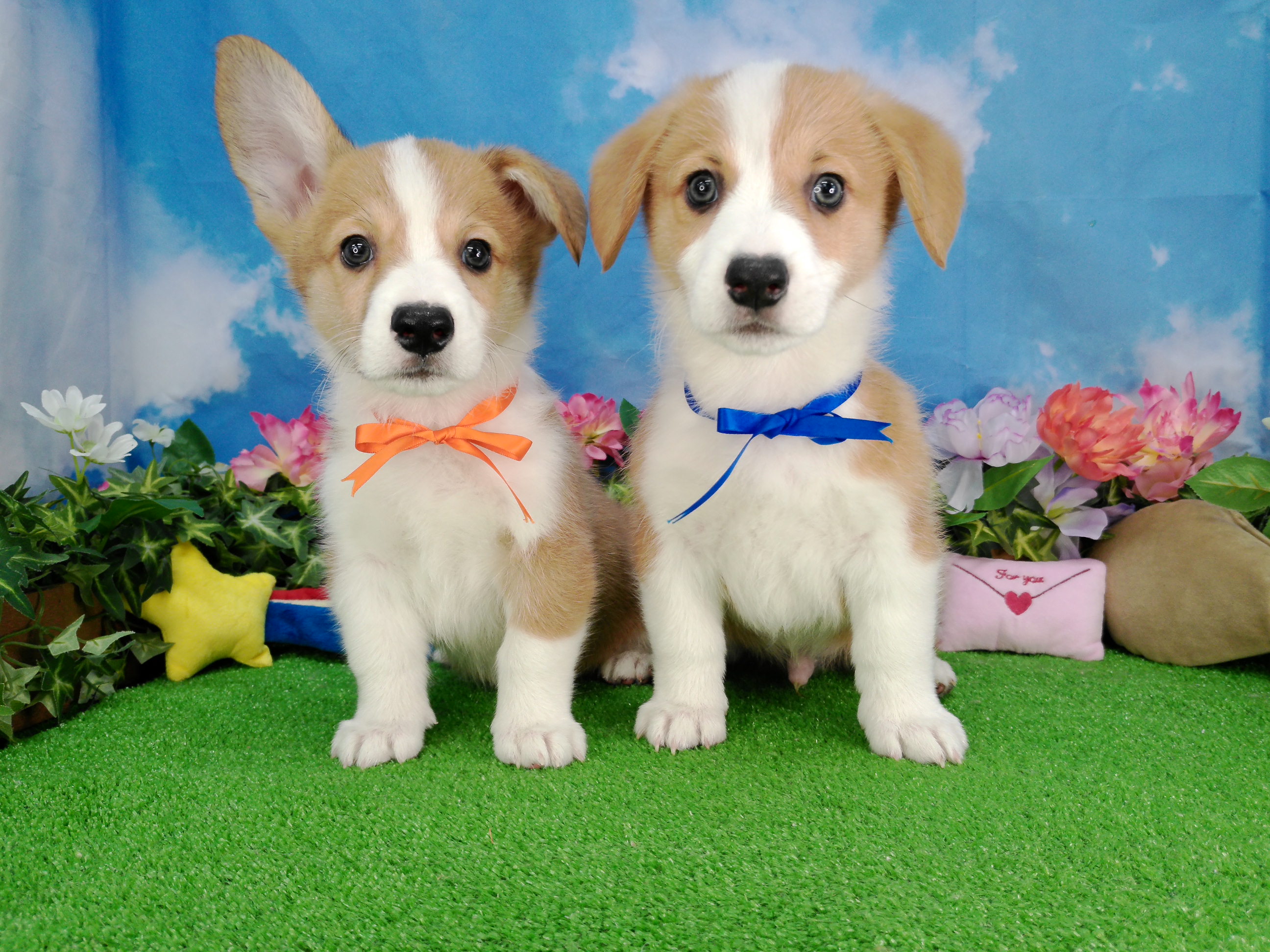 ウェルシュ・コーギー・ペンブロークの子犬（オス♂） 松本店｜ペット