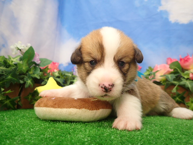 ウェルシュ・コーギー・ペンブローク