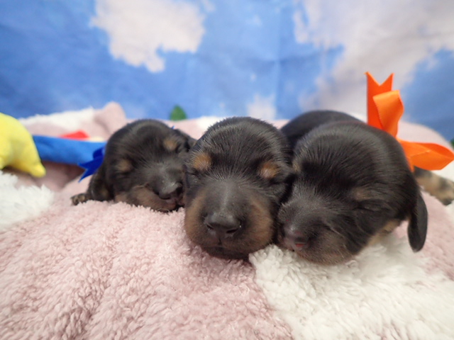 赤ちゃん写真1-3