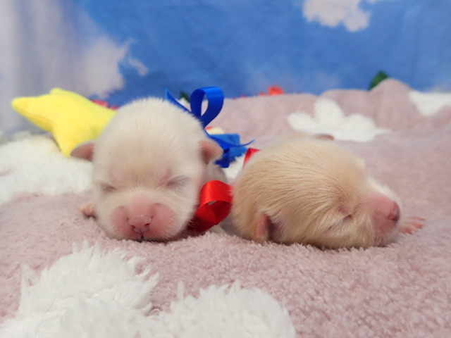 赤ちゃん写真1-3