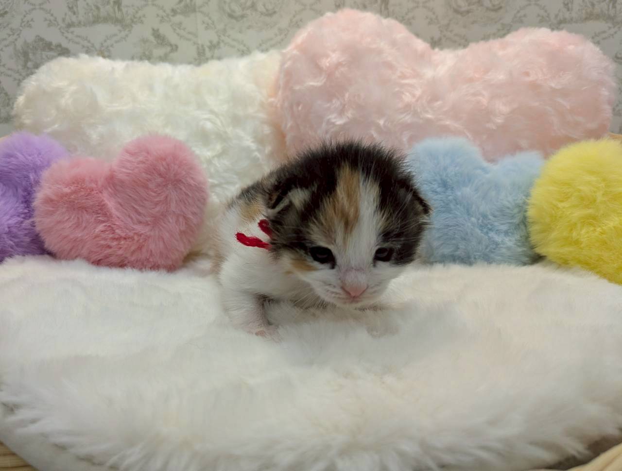赤ちゃん写真1-1