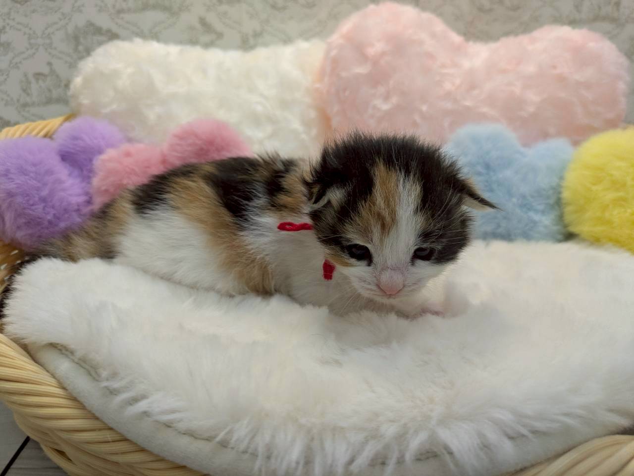 赤ちゃん写真1-2