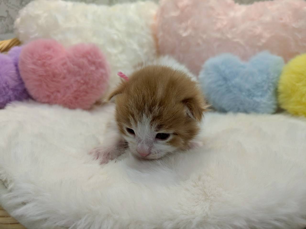 赤ちゃん写真1-1