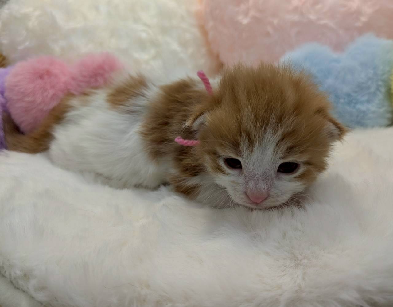 赤ちゃん写真1-2