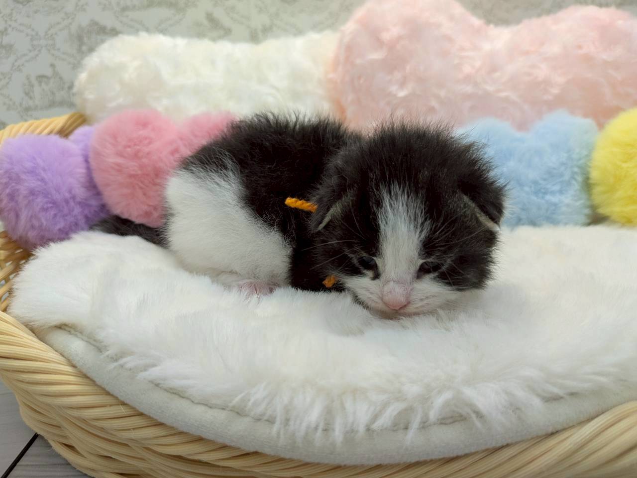 赤ちゃん写真1-2