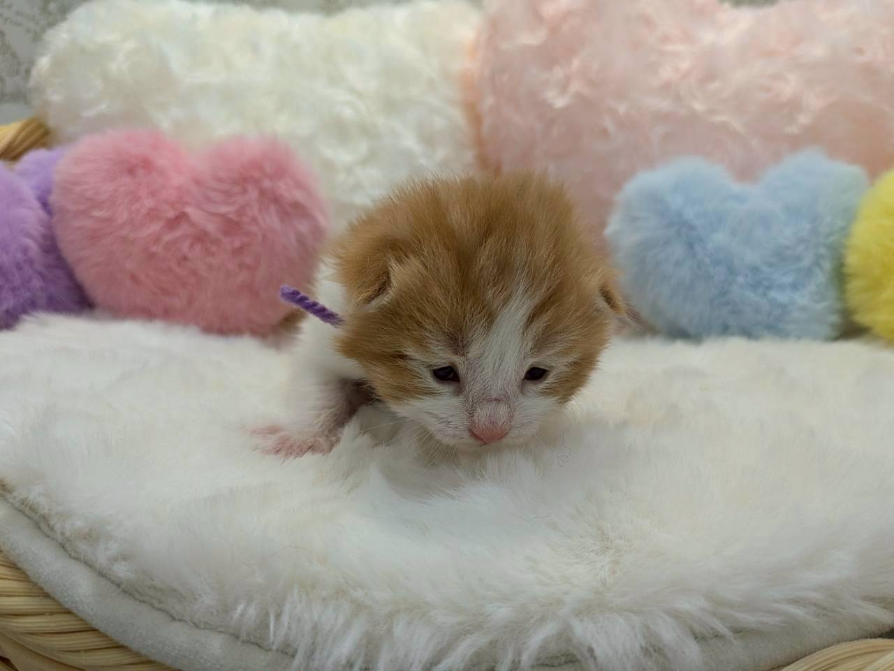 赤ちゃん写真1-1