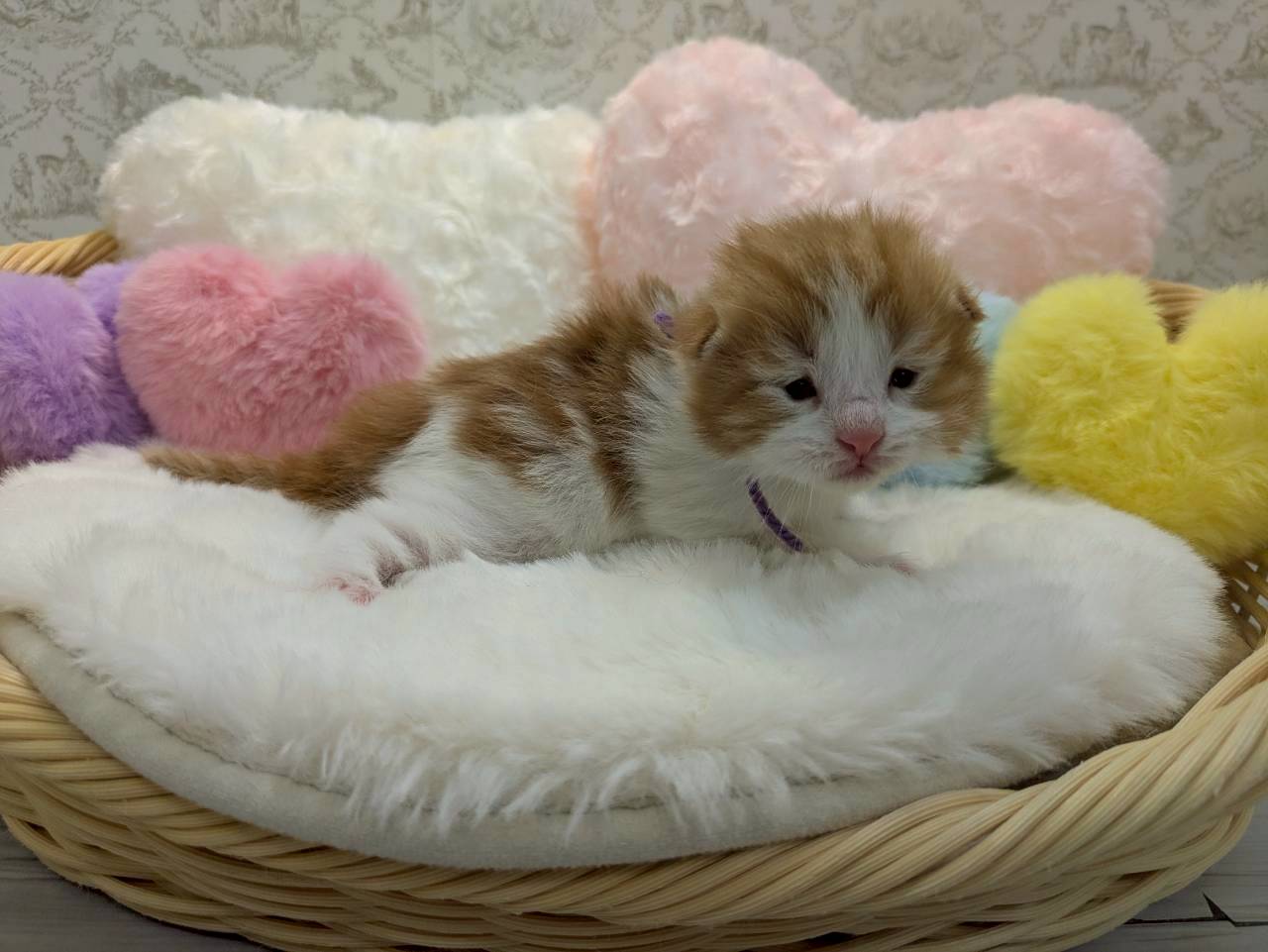 赤ちゃん写真1-2