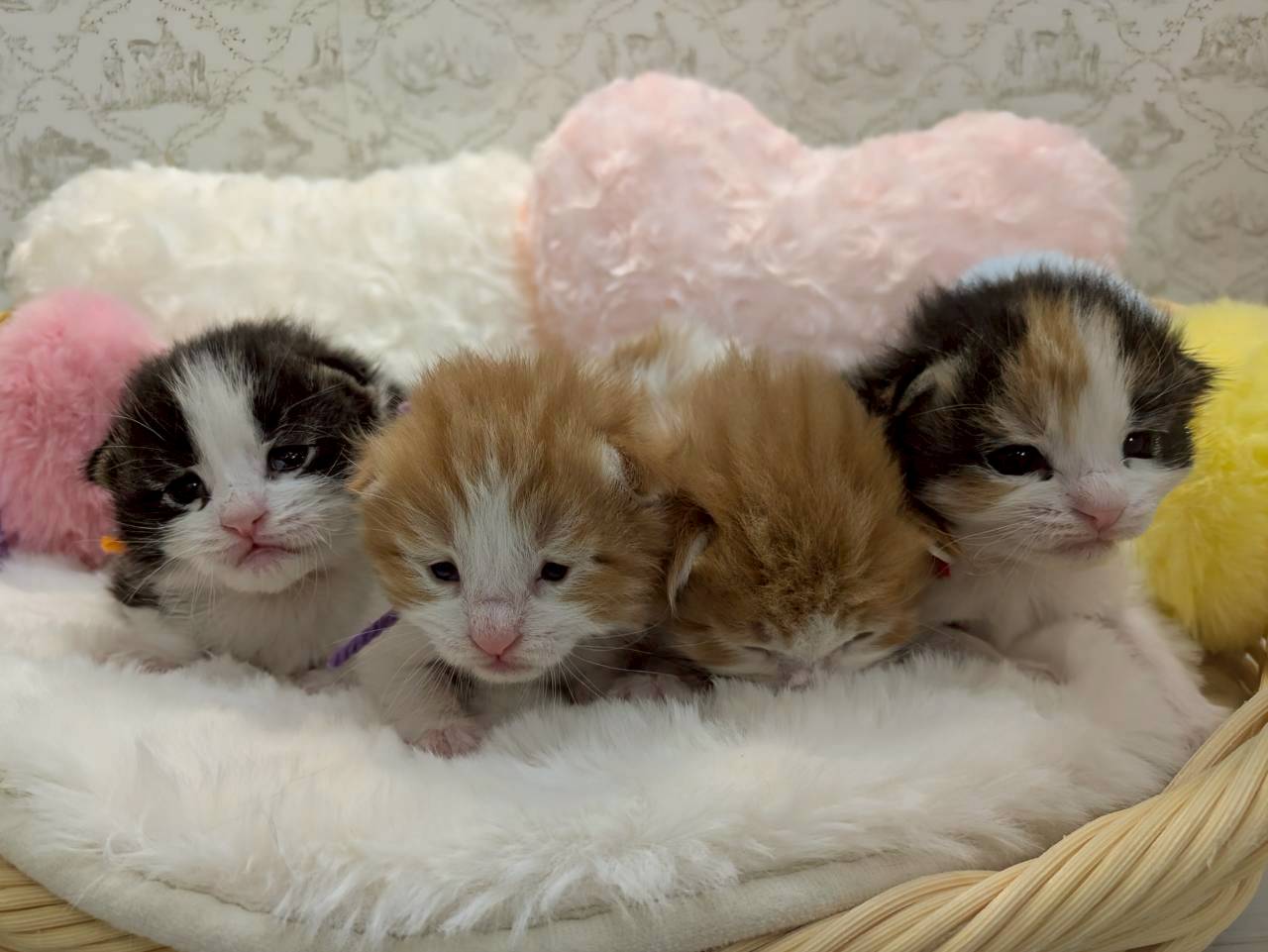 赤ちゃん写真1-3