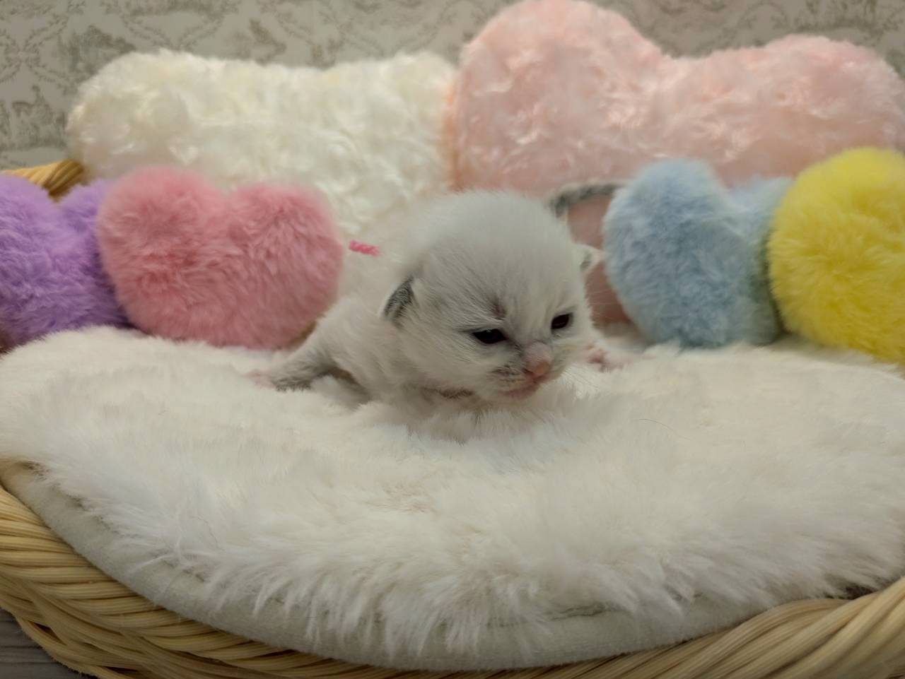 赤ちゃん写真1-1