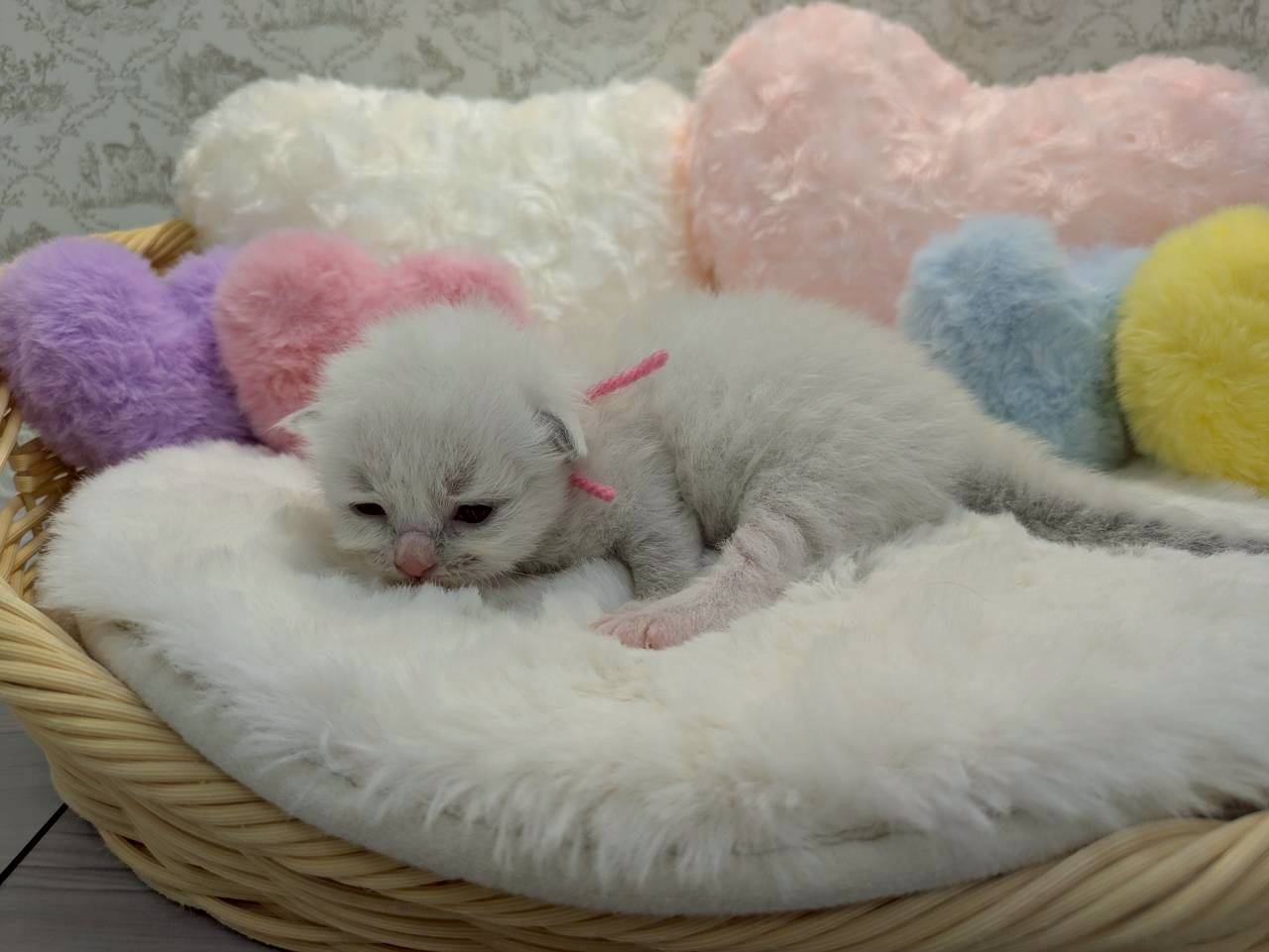 赤ちゃん写真1-2