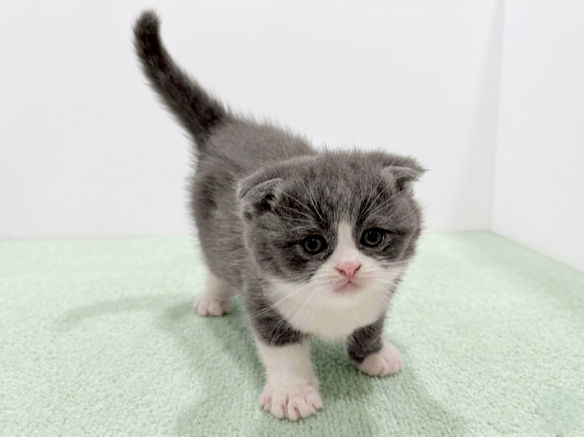 かゆっこ■C033■美品■正絹■籠に子猫柄　足跡　袋帯■スコティッシュ スコティッシュフォールドの子猫（オス♂） 神戸東灘店｜ペット