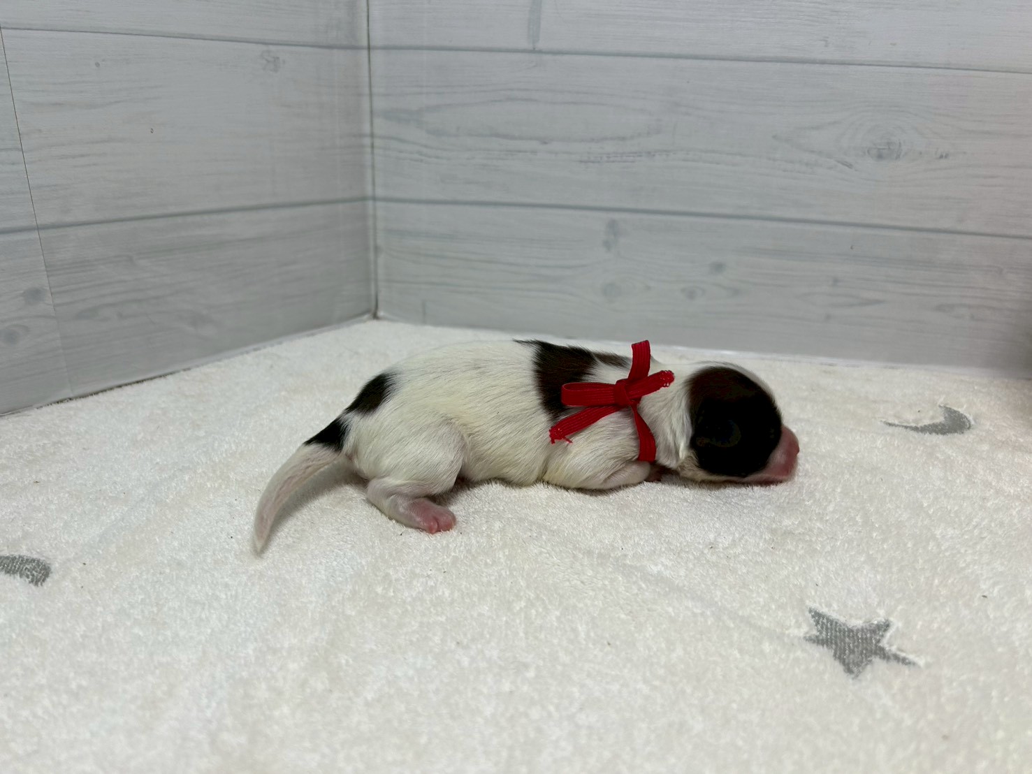 赤ちゃん写真1-2