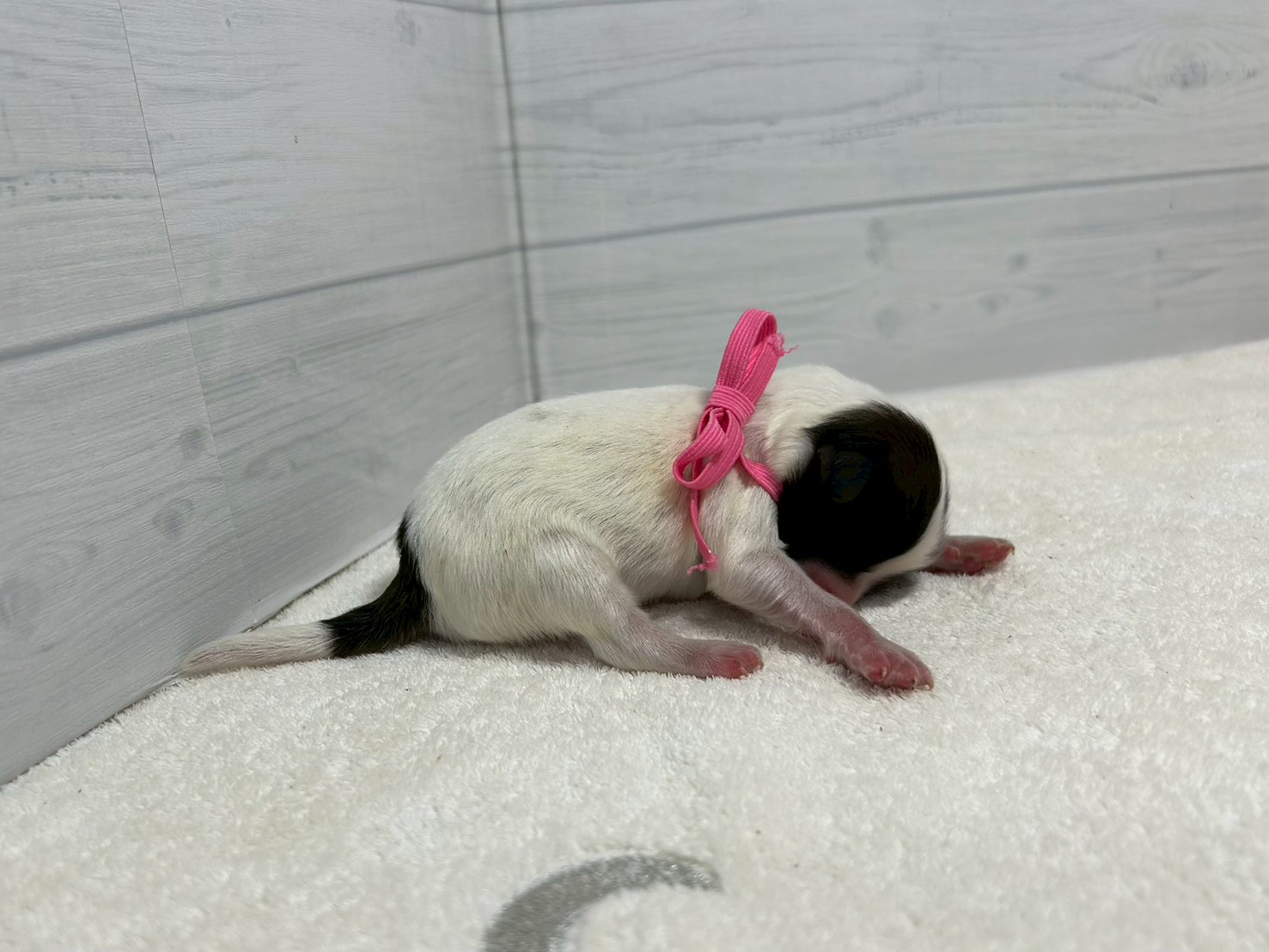 赤ちゃん写真1-2