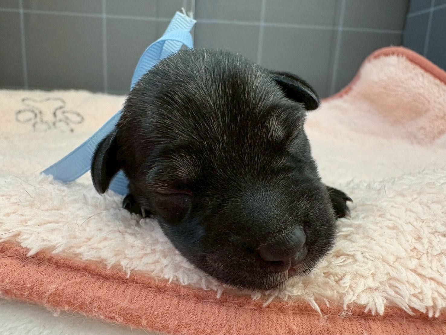 ミニチュア・シュナウザー