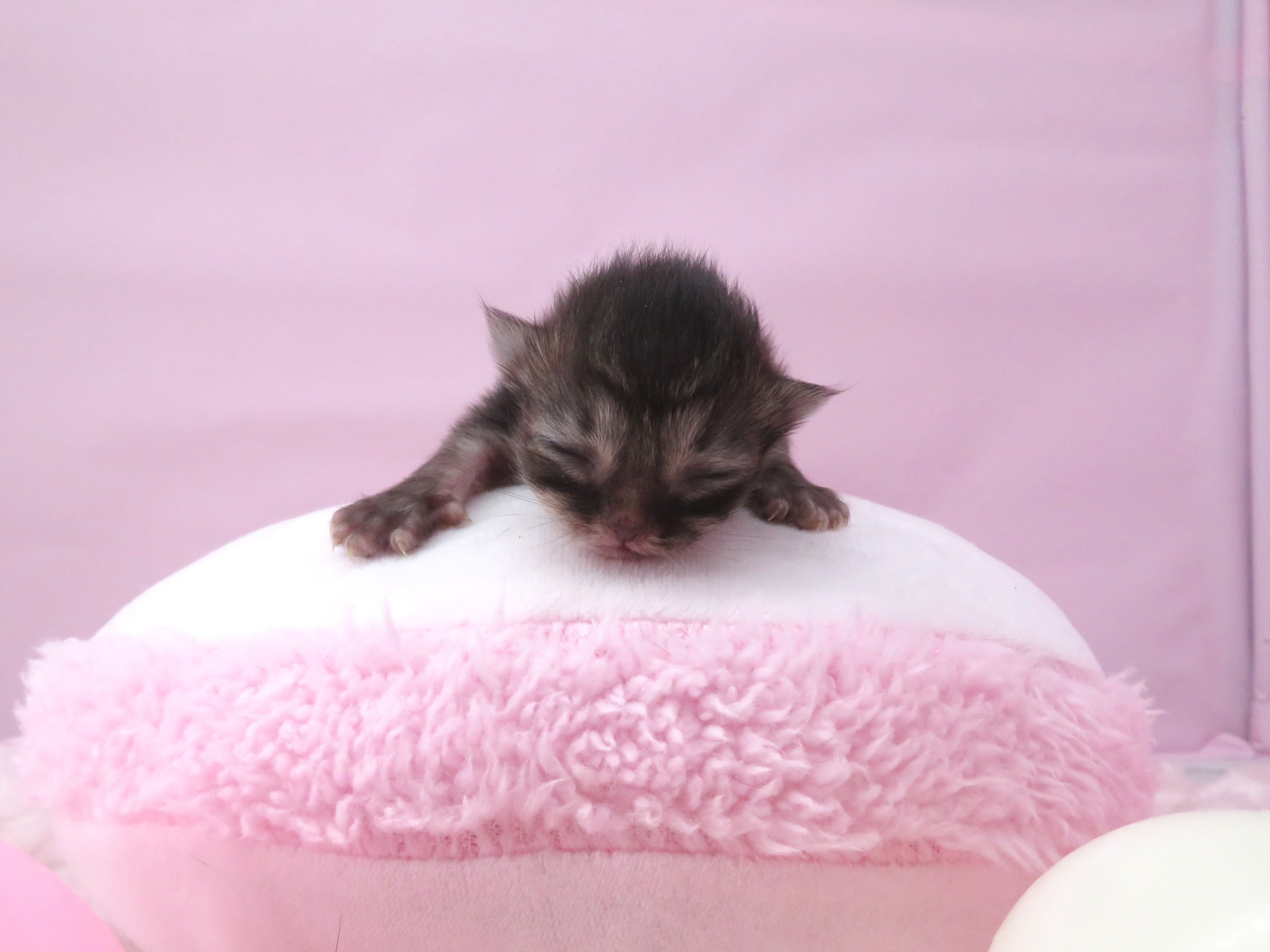 赤ちゃん写真1-1
